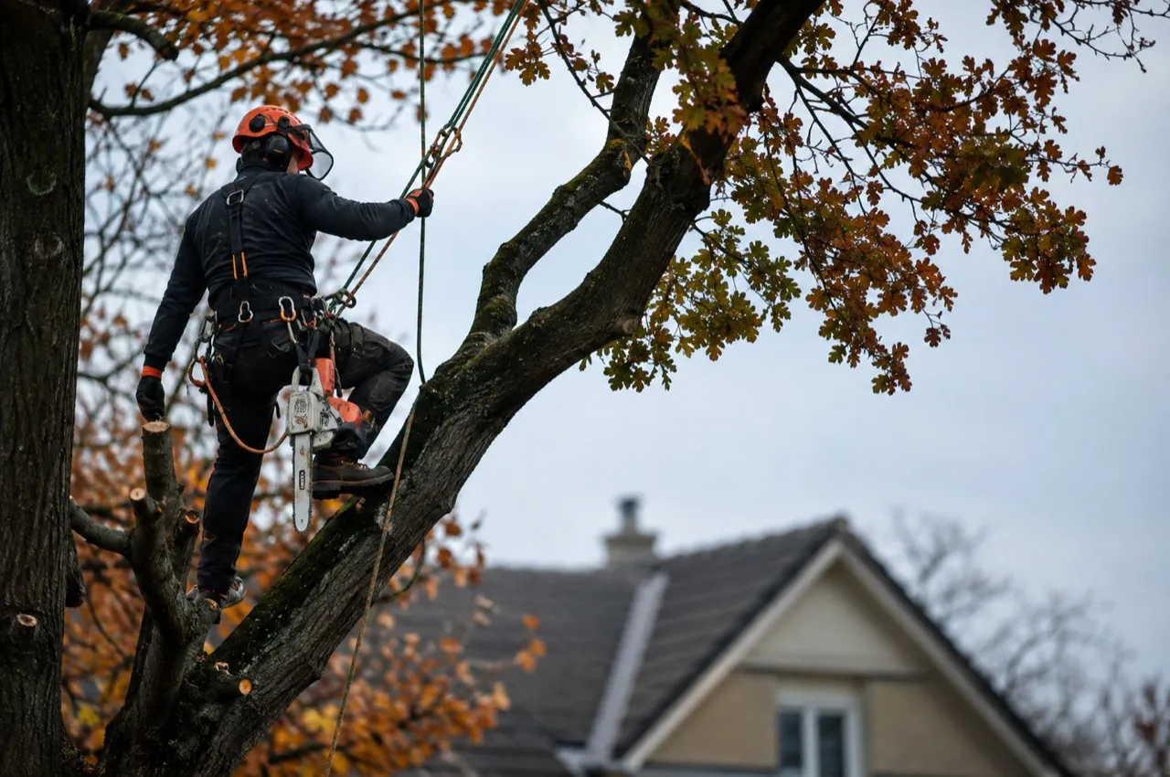 Élagueur sur cordes taillant un arbre au-dessus d'un pavillon
